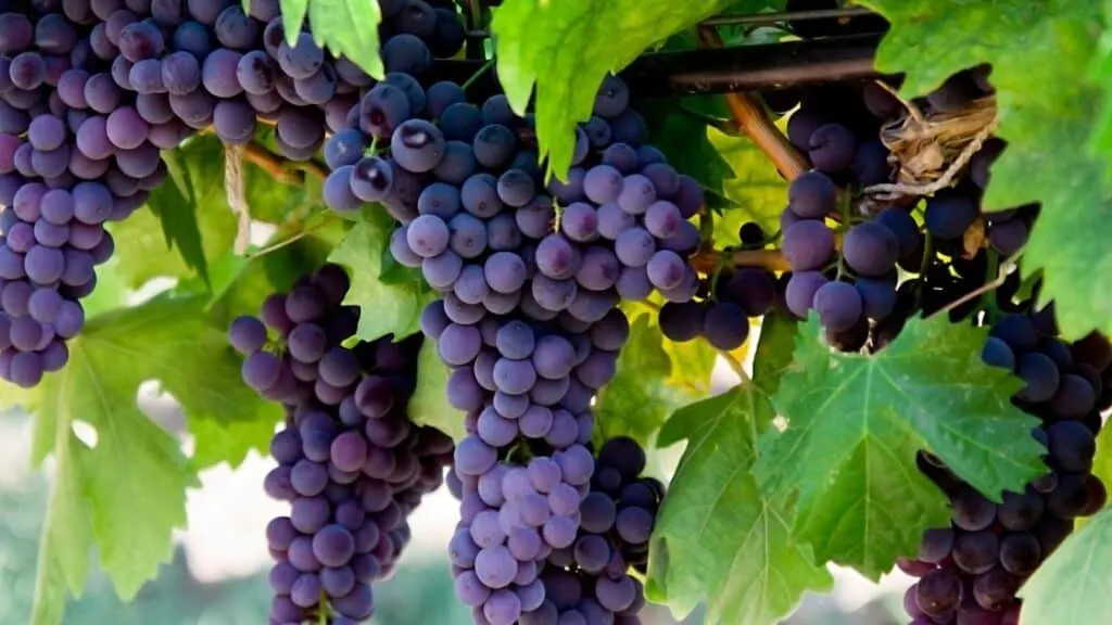 Are grapes with seeds healthier