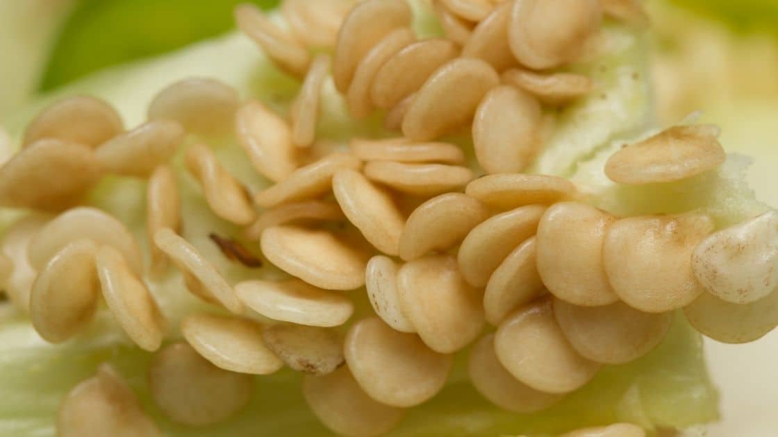 Are Jalapeno Seeds Bad To Eat? [Spicy Capsicum TIPs]