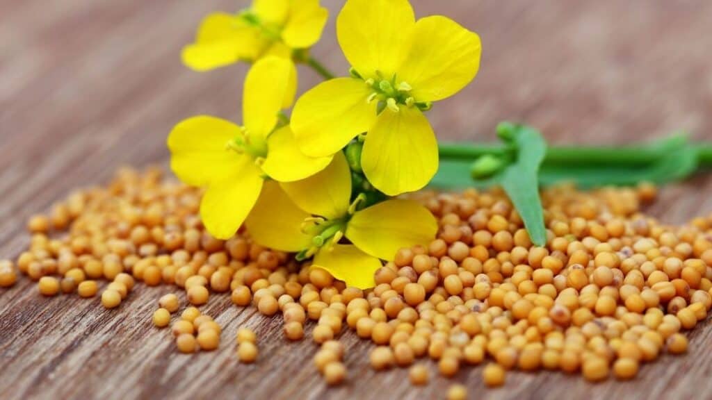 Are mustard seeds high in histamine