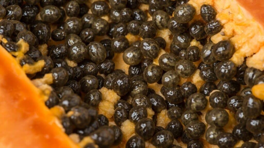 Papaya Seeds