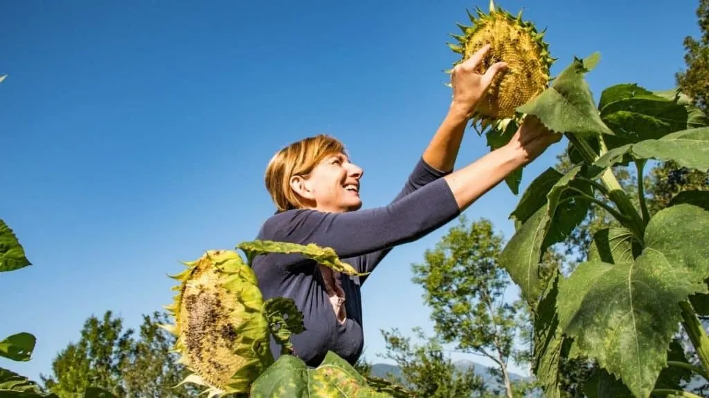 Can You Eat Sunflower Seeds Raw