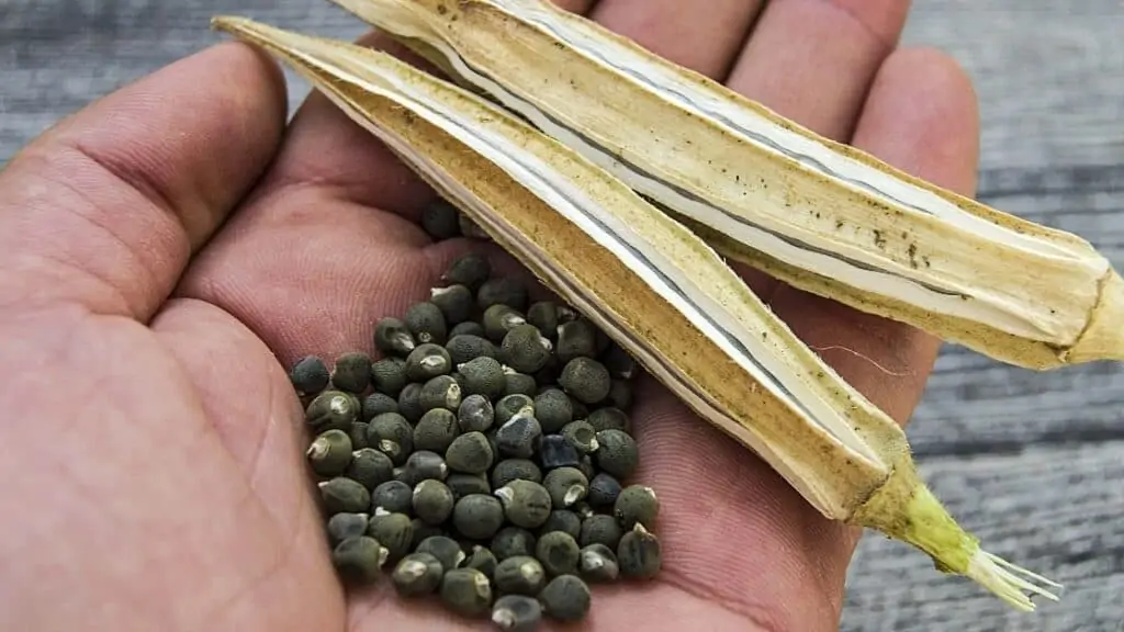 Can You Make Coffee Out of Okra