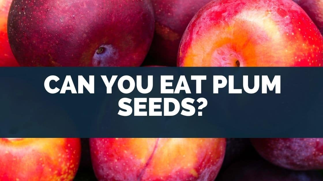 Can you eat plum seeds