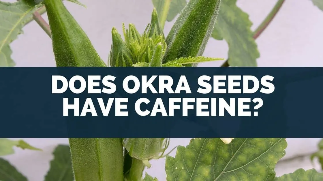 Does Okra Seeds Have Caffeine