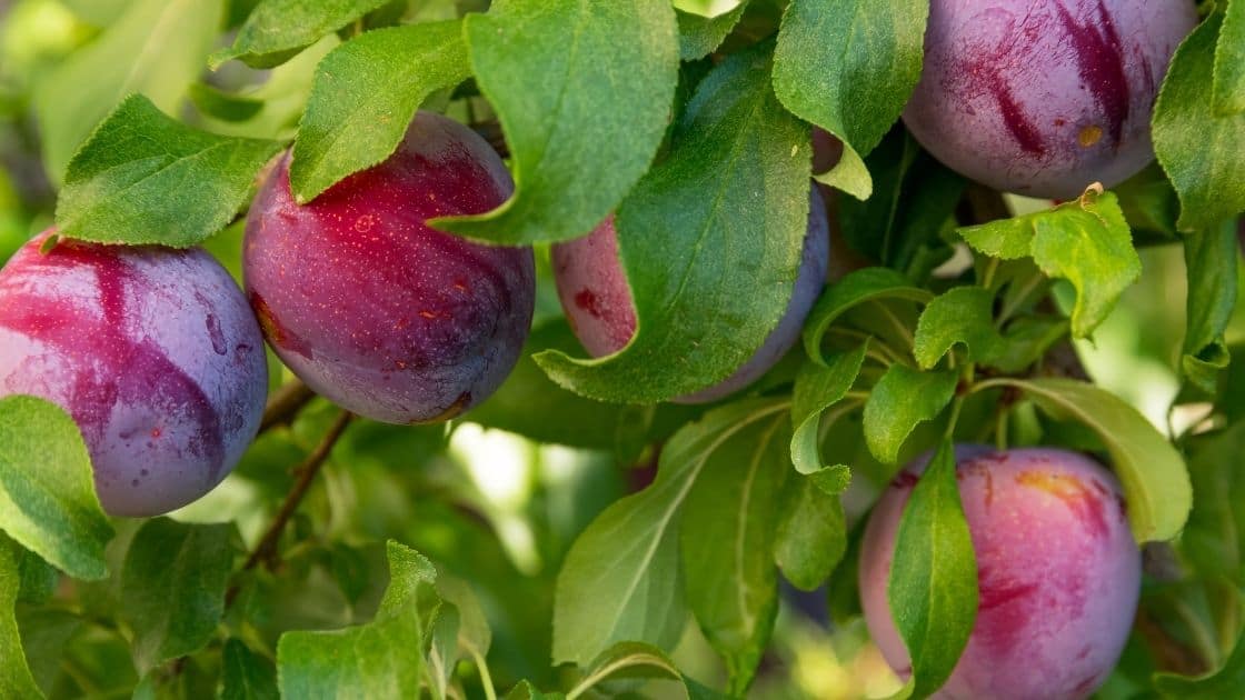 Can You Eat Plum Seeds? [Toxicity Levels]