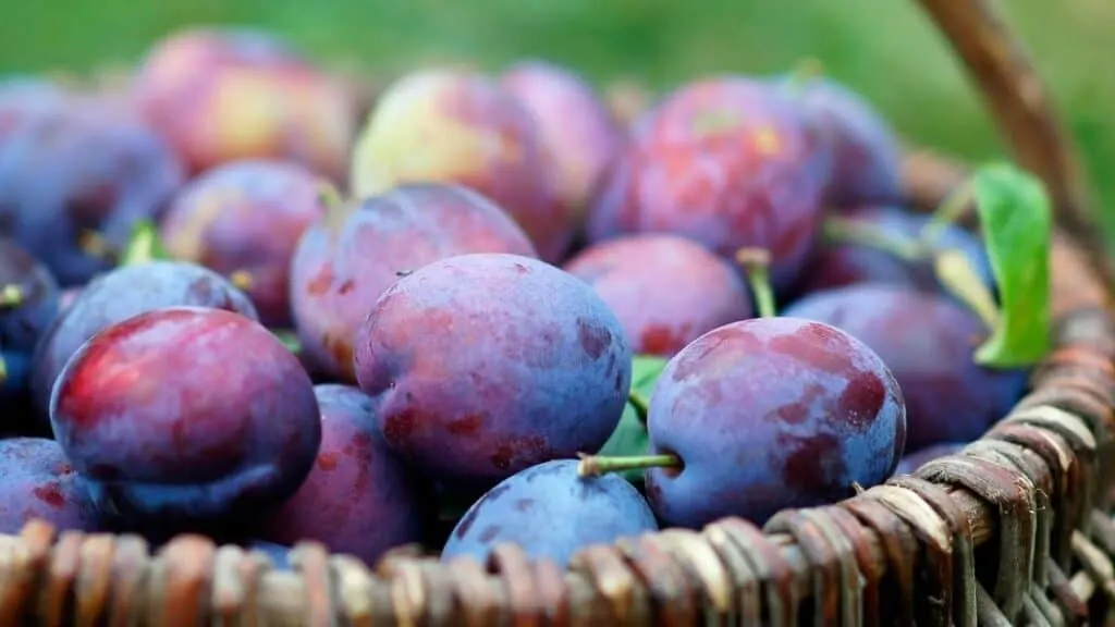 How many plum pits are toxic to humans
