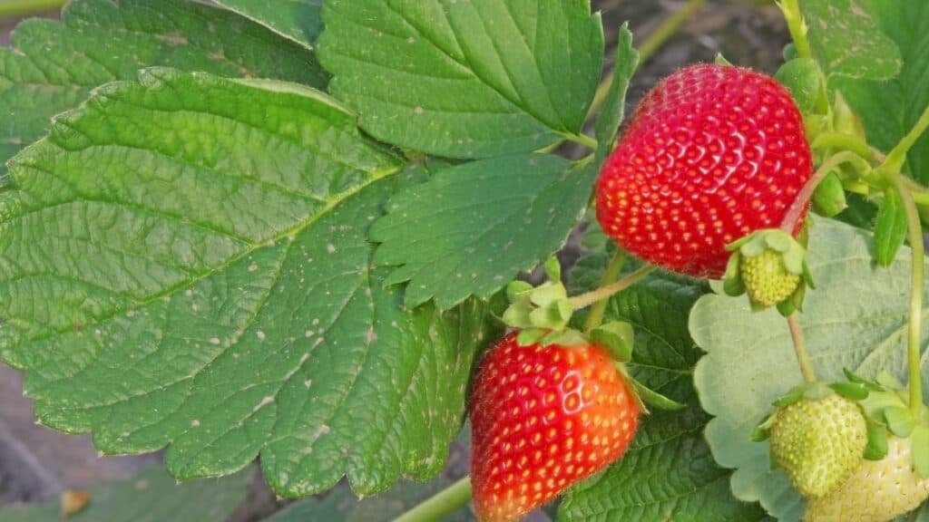 Strawberry leaves benefits