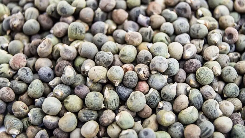 What Is Okra Seed Used For