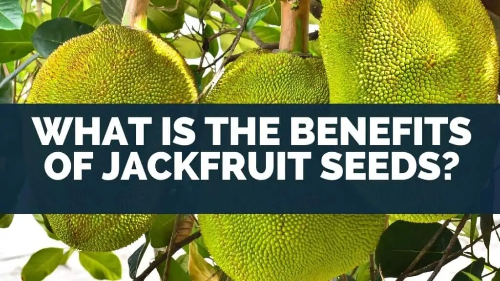 What Is the Benefits of Jackfruit Seeds