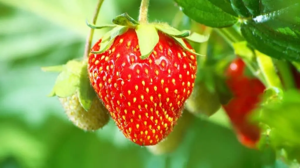 What are the benefits of strawberry seeds