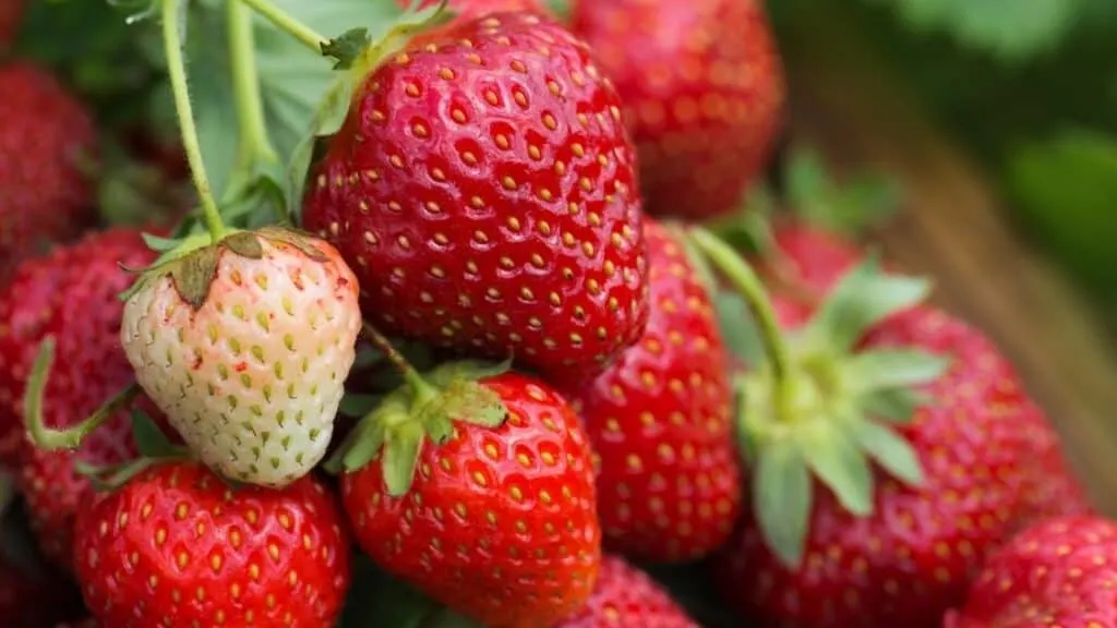 What happens if you eat the green part of a strawberry