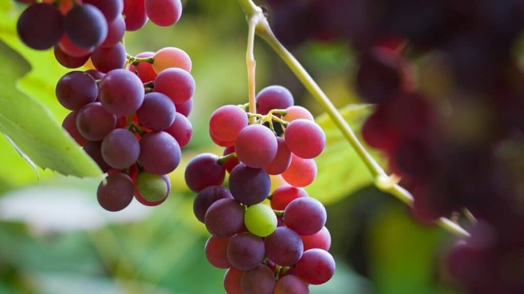 Which grapes are the healthiest