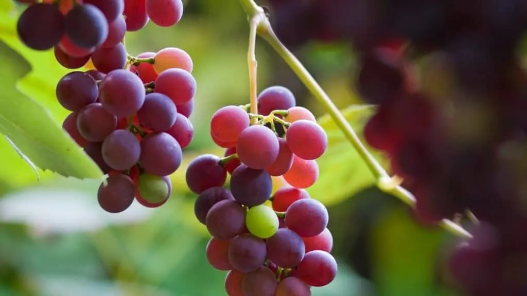 Which grapes are the healthiest