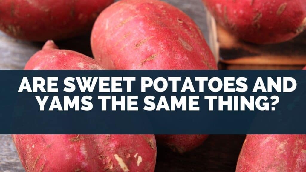 When I was growing up yams had bulges in skin and looked much different to a sweet potato. But, I noticed that in the USA they call sweet potatoes yams. I wanted to know if they’re the same thing so I did some research into the origins of the words and what they mean, and here’s what I found. Sweet potatoes and yams are not the same thing. In the USA the word yam is used to refer to sweet potatoes but they are from a different botanical family. Sweet potatoes and yams are root vegetables that share similar characteristics so the name yam was used, and ever since has remained. Today, I’ll share the origins of the word yam, how yams and sweet potatoes differ. Interestingly, the word yam is used to refer to various different vegetables in different countries around the world, so I’ll explain what vegetables these are too. Sweet Potato vs Yam Nutrition Since, sweet potatoes and yams are different vegetables. I wanted to know how they compare in the nutrients they contain. And whether one is healthier than the other. Here’s a summary of nutritional differences between yams and sweet potatoes. Sweet potatoes are as healthy as yams. They both contain a fair amount of vitamins and minerals. Sweet potatoes are higher in some nutrients, whereas yams are higher in others. The major differences are the amount of Vitamin C, potassium, fiber, and sugar. Details provided below. I’ve compiled a table that shows a side by side comparison of the nutrients (vitamins and minerals) found in sweet potatoes and yams. Nutrient Yams Sweet Potatoes Protein 3.06% 3.14% Fat 0.39% 0.11% Fiber, total dietary 16.40% 12.00% Sugars, total including NLEA 2.08% 17.42% Calcium, Ca 0.68% 1.20% Iron, Fe 0.01% 0.01% Magnesium, Mg 5.25% 6.25% Phosphorus, P 7.86% 6.71% Potassium, K 17.36% 7.17% Sodium, Na 0.39% 2.39% Zinc, Zn 2.18% 2.73% Copper, Cu 12.71% 10.79% Manganese, Mn 19.85% 12.90% Selenium, Se 0.01% 0.01% Vitamin C, total ascorbic acid 19.00% 2.67% Thiamin 11.20% 7.80% Riboflavin 2.46% 4.69% Niacin 3.45% 3.48% Vitamin B-6 2.25% 1.61% Vitamin B-12 0.00% 0.00% Vitamin A 0.78% 78.78% Vitamin E 23.33% 17.33% Vitamin D 0.00% 0.00% Vitamin K 0.23% 1.80% (source: USFDA) Particularly nutrients of note are: ● Vitamin C ● Potassium ● Fiber ● Sugar These vary quite a bit between sweet potatoes and yams. Sweet potatoes have significantly more sugar. Whereas, yams have significantly more vitamin C, potassium, and fiber than sweet potatoes. As you may know, all foods have different levels of nutrients. Which is a key reason why dieticians and nutritionists recommend eating a varied diet. That way foods you eat that are high in some nutrients and low in others will be balanced out by other foods that have more or less of the nutrients which are lacking or abundant in others. However, to say for sure which is healthier depends on vitamins and minerals you’re lacking in if any. And to know that you’ll need to have a blood panel done that can look at various markers which will show whether you need to consume more or less of a particular type of food. Origin of the word yams and how sweet potatoes are called yams According to an official source, the word yam is derived from a Spanish and Portuguese word that was likely adapted from an African word in the 1500’s. As the yam is thought to be native to the African continent. It’s believed that the people in Spain and Portugal would often trade with the countries in what is now Africa and the word was a shared word used between them. The Spanish word of the root vegetable known as yams is ‘igname’, and the Portuguese word is ‘inhame’. In the African language known as Twi the word is ‘anyinam’. In English the beginning vowel ‘i’ or ‘a’ was dropped to produce a word that sounded very similar and was spelt ‘yam’. This is thought to have occurred as African people arrived in the USA, when slavery was a common practice. Yams, according to Encyclopedia Britannica and botanically distinct from sweet potatoes, and are in a different botanical family - Dioscoreaceae. Whereas, sweet potatoes are in the Convolvulaceae botanical family. Different vegetables that the word ‘yam’ is used for around the world Yam is not only used for a vegetable that isn’t a yam in the USA. Here’s some countries and the vegetable that has the name yam: ● New Zealand - an oca tuber ● Malaysian and singapore - the word for taro ● Japan - sweet potato I’ve personally tried ‘yams’ in New Zealand. They have a tart taste and are equally as delicious as sweet potatoes. They are however, much smaller, about 1 inch (2.5 cm) in diameter and 3 to 4 inches long (7.5 cm to 10 cm). And have a red skin when raw. Carbs in Yams vs Sweet Potatoes Carbs or carbohydrates are a naturally occurring chemical in foods, and are often limited to help with weight loss. Or to keep one from putting on weight. So, which has the most carbs, yams or sweet potatoes? Sweet potatoes have 74% of the carbs that yams have. Therefore, sweet potatoes have lower carbs. Sweet potatoes on average contain 20g of carbs per 100g (3.4 oz) which is about half a cup, whereas sweet potatoes 27g according to dietician Leslie Beck. So, if you’re trying to reduce the amount of carbs you eat then sweet potatoes are a better option than yams. Another way to describe foods that are low in carbs is by referring to a measurement known as a glycemic index. I explained what vegetables have the lowest glycemic index. And provide a list of high, medium, and low carb - or glycemic index vegetables in this article about whether legumes are low-glycemic. Do Yams or Sweet Potatoes Have More Sugar? Sugar intake is important to monitor as too much can lead to various health issues. So, I looked into the naturally occurring sugar content of sweet potatoes and yams to see which has more. Here’s the answer. Sweet potatoes have more sugar than yams. Yams are particularly low in sugar and contain 4.16% of your recommended daily intake of sugar per 200g (6.8 oz), which is a reasonable sized serving. The same amount of sweet potatoes contain 34.8% of your recommended daily intake of sugar. There is a study quoted by Harvard Medical School that showed that 5 servings of fruits and vegetables a day is the same as eating more than that. For example, if you eat 6 or 7 servings of fruits and vegetables per day it’s not any better for you than eating 5. However, eating less than that increased the chance that a person would get a disease that would cause mortality. So, about 5 servings of fruits and vegetables a day is the minimum you should aim to consume. But, there is also a recommended daily intake of sugar. Which is 24g for women, and 35g for men. Therefore, you need to select what fruits and vegetables you eat based on their sugar content. Sweet potatoes contain 8 grams of sugar for a normal serving size of 1 cup (200g), 3.4 oz. And an average serving of fruit contains anywhere from 5g to 15g of sugar. Therefore, to make sure you don’t consume too much sugar, you need to know the sugar content of the 5 or more fruits and vegetables you consume. As well as, other foods you eat to ensure you’re not consistently going over the recommended sugar intake. Then you can make a decision about whether the sugar content of yams and sweet potatoes is a factor that would influence whether you eat one over the other. And varies from person to person based on their diet. Are Yams Good for Diabetics to Eat? Diabetics need to monitor their sugar intake, and generally consume a low sugar diet. Therefore, I was interested in whether yams are good for diabetics to eat, and looked into it. Here’s what I found. In general, yams are good to eat for diabetics. Yams contain fairly low amounts of sugar. A typical serving of yams contains 4% of your recommended daily intake of sugar. Therefore, yams won’t considerably add to the total sugar you eat in a day. Yams can be considerably better than sweet potatoes for diabetics because sweet potatoes have a much higher sugar content. Sweet potatoes contain 8 grams of sugar for a normal serving size of 1 cup (200g), 3.4 oz which is equivalent to 17.42% of the recommended daily sugar intake. Which is 4 times more than the sugar content of yams. However, depending on what other foods you eat sweet potatoes can also be fine for diabetics.