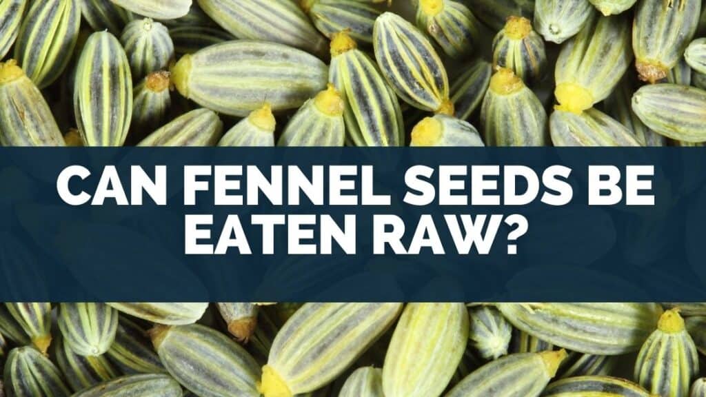Can Fennel Seeds Be Eaten Raw