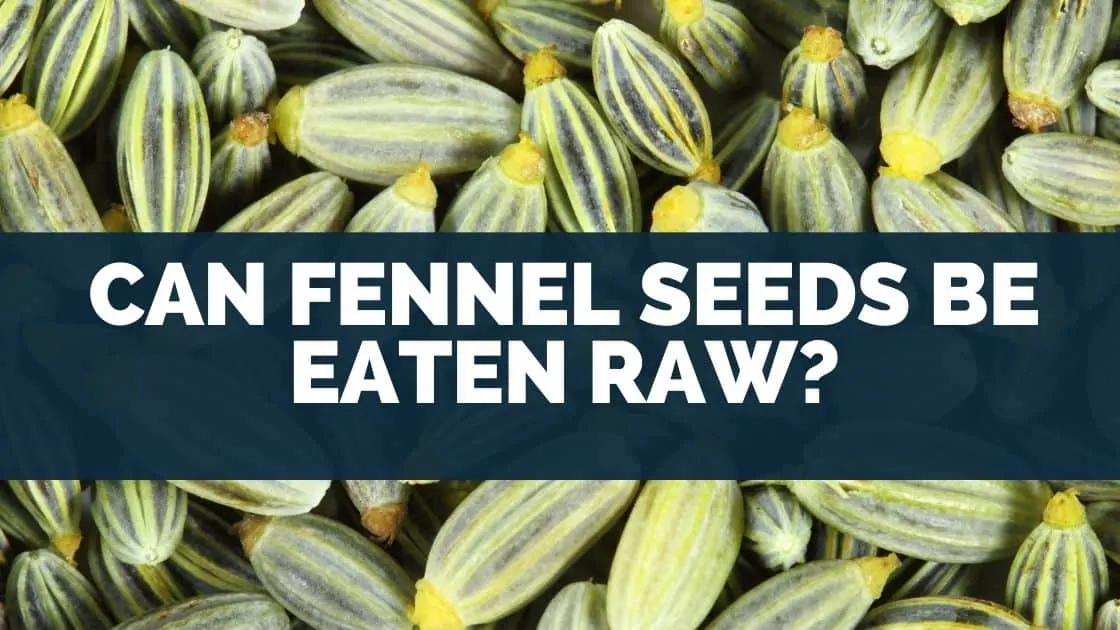 Can Fennel Seeds Be Eaten Raw