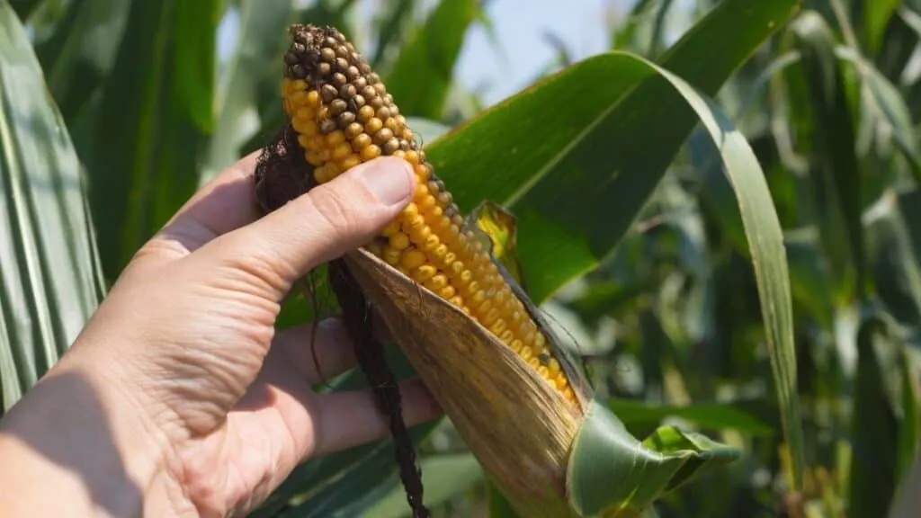 How Can You Tell if Corn Has Gone Bad