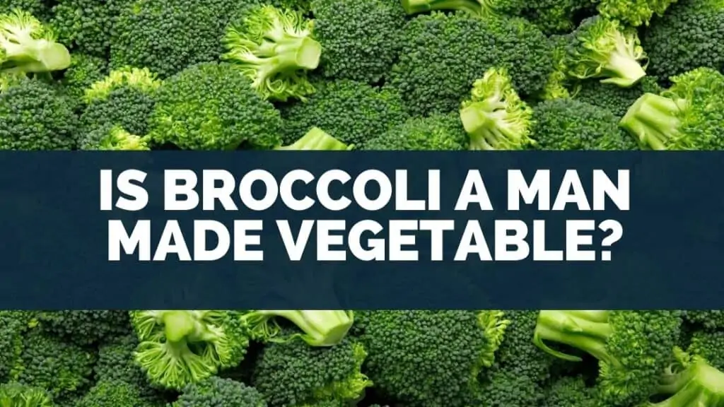 Is Broccoli a Man Made Vegetable