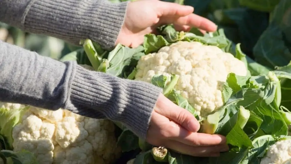 Is Cauliflower a Man-Made Vegetable