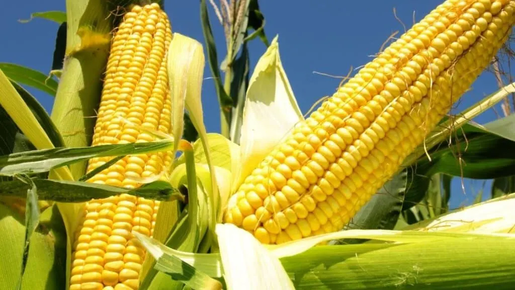 Is Corn Man Made