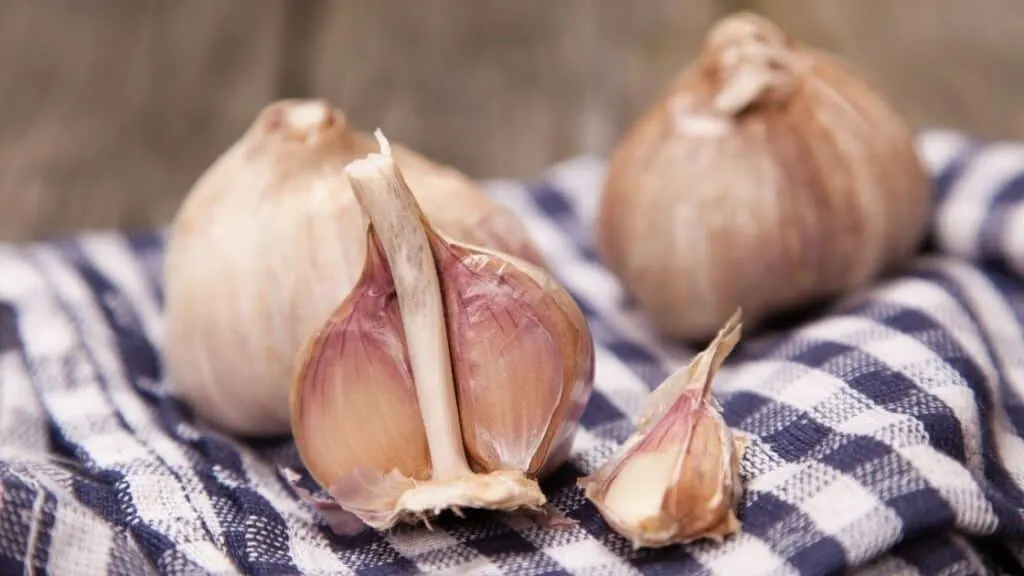 Is it safe to eat old garlic