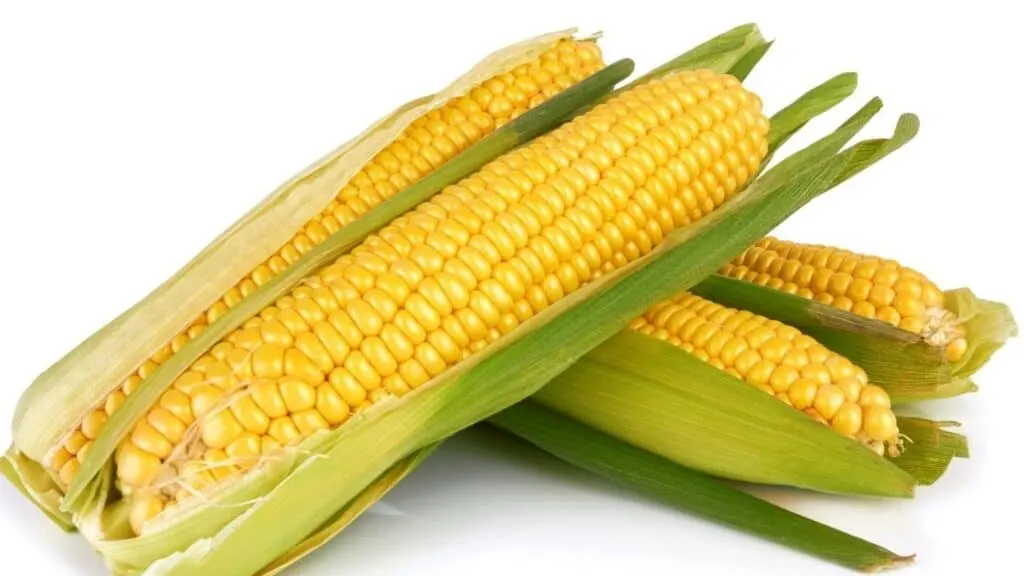 What Does Corn Smell Like When It Goes Bad