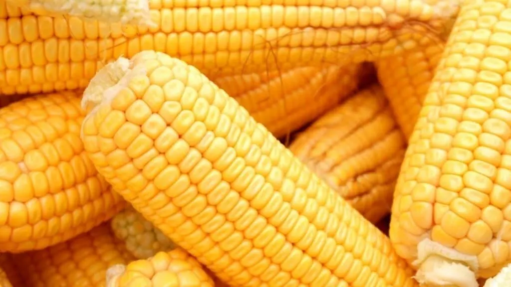 What Happens if You Don’t Refrigerate Corn