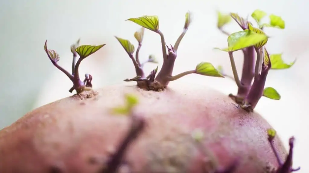 Are Sweet Potato Sprouts Poisonous