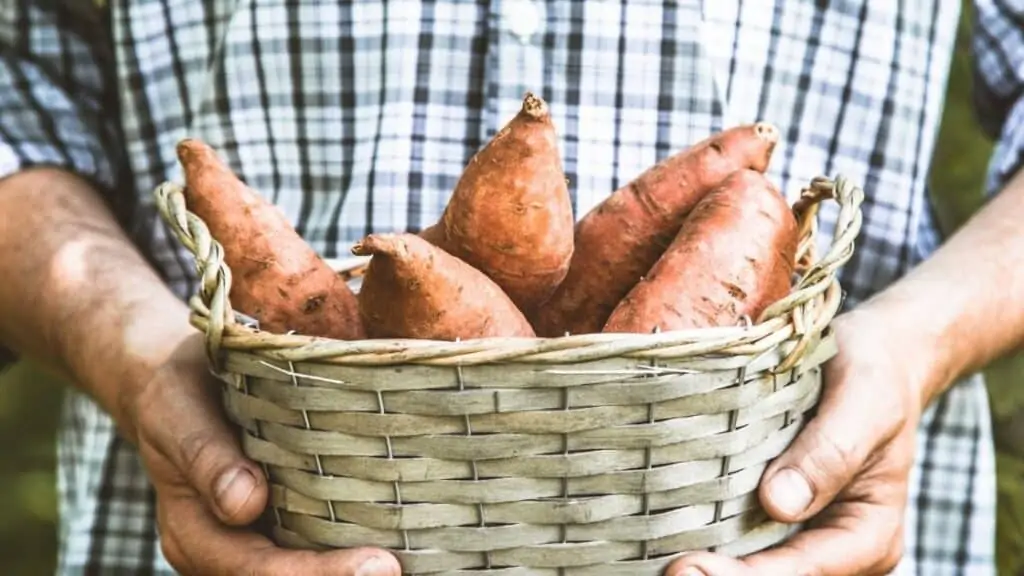 Are Sweet Potatoes Sprayed with Pesticides