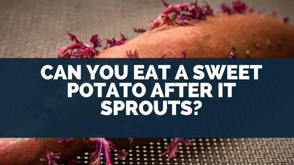 Can You Eat A Sweet Potato After It Sprouts