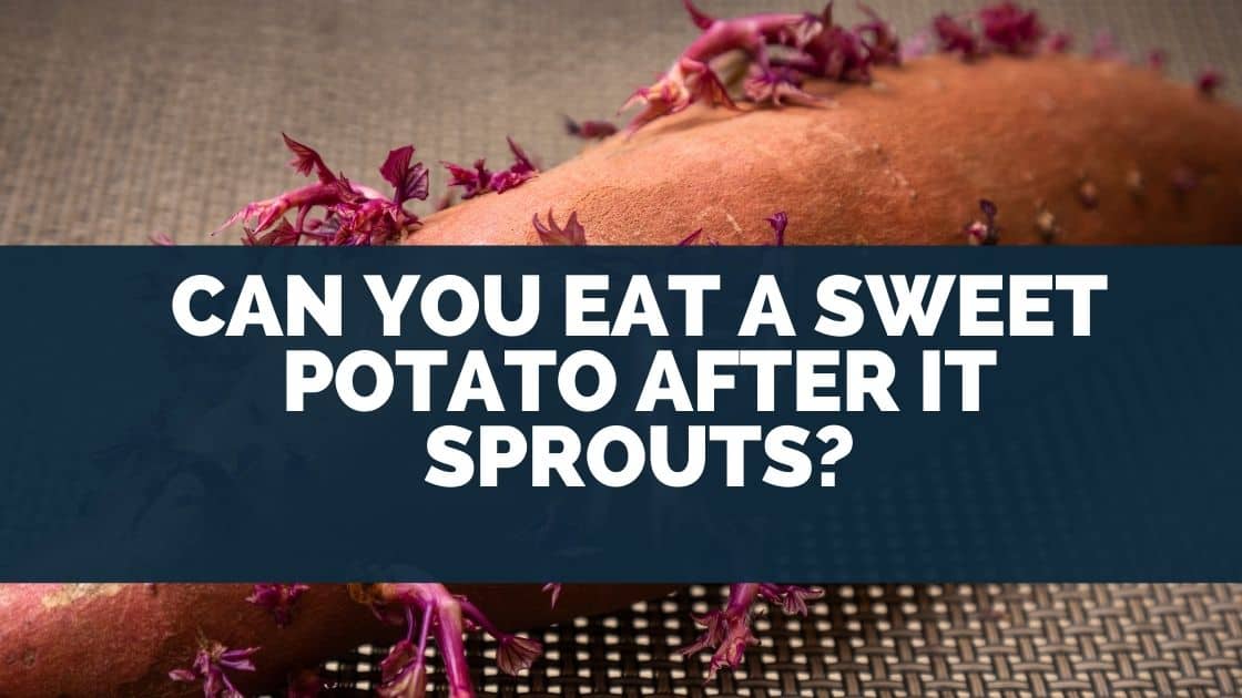 Can You Eat A Sweet Potato After It Sprouts