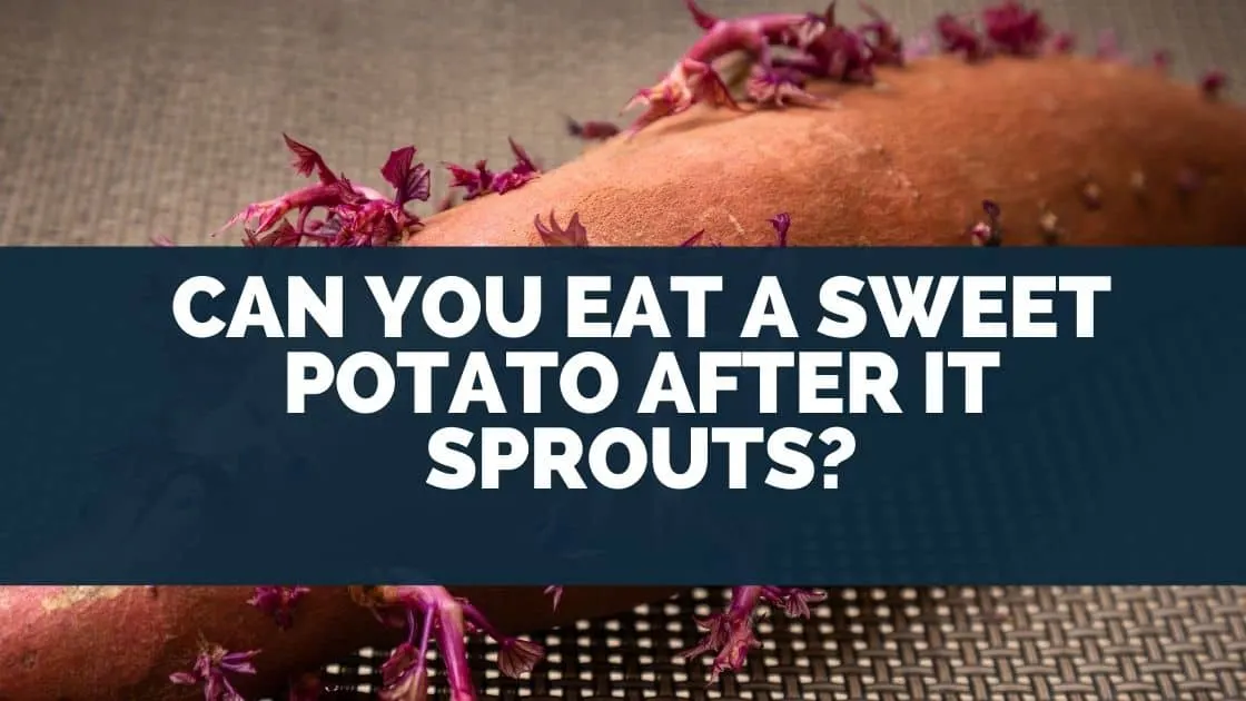 Can You Eat A Sweet Potato After It Sprouts