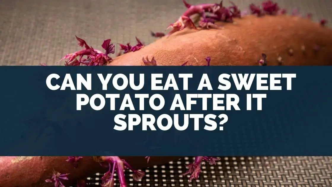 Can You Eat A Sweet Potato After It Sprouts