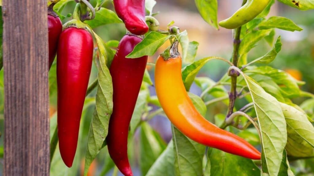 Can You Eat Too Many Jalapenos