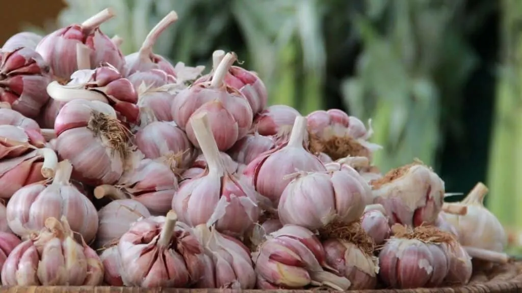 Does garlic clean your stomach