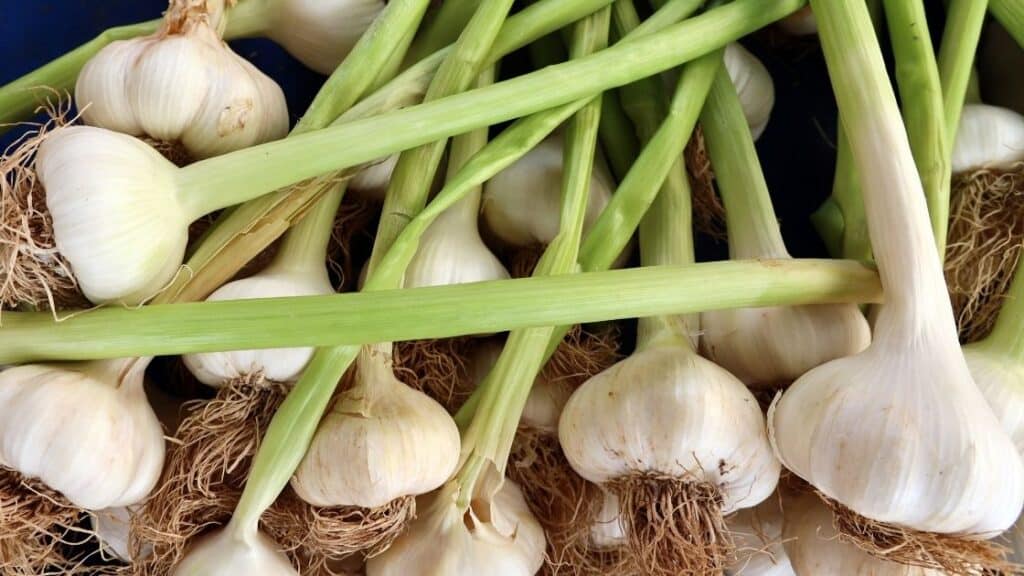How much fresh garlic is too much