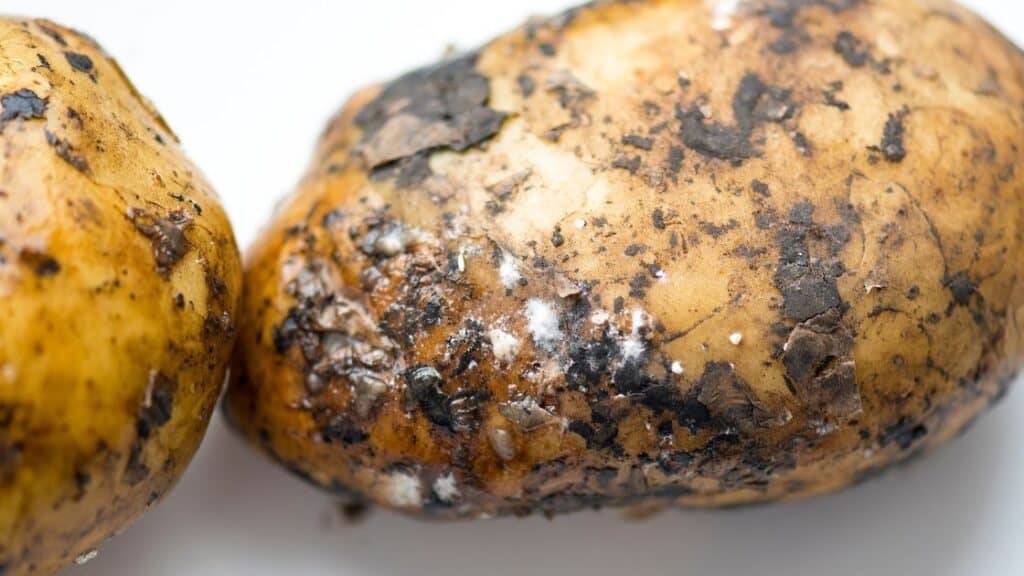 Rotten Potato Symptoms