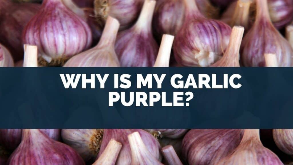 Why is my garlic purple