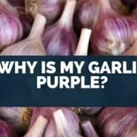 Why is my garlic purple