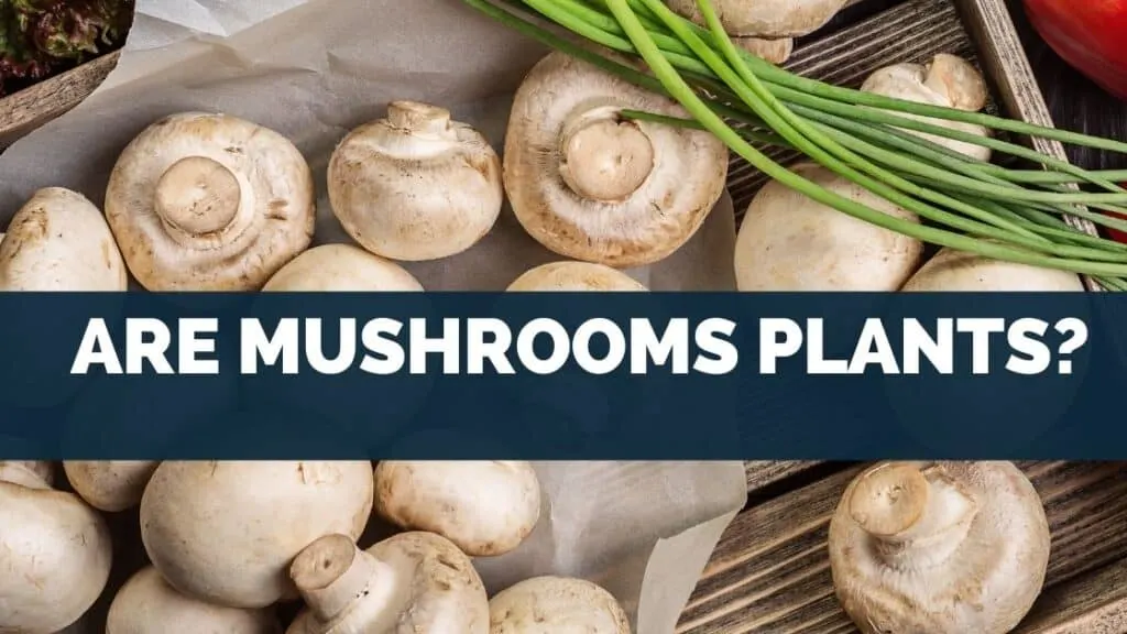 Are Mushrooms Plants