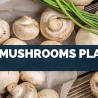 Are Mushrooms Plants