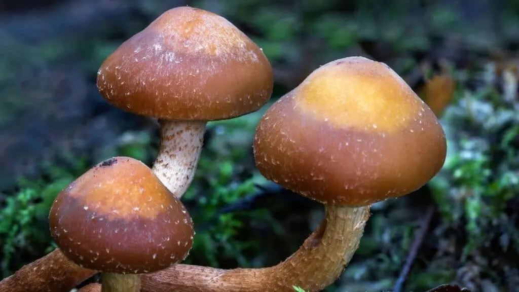Are fungi closer to animals or plants