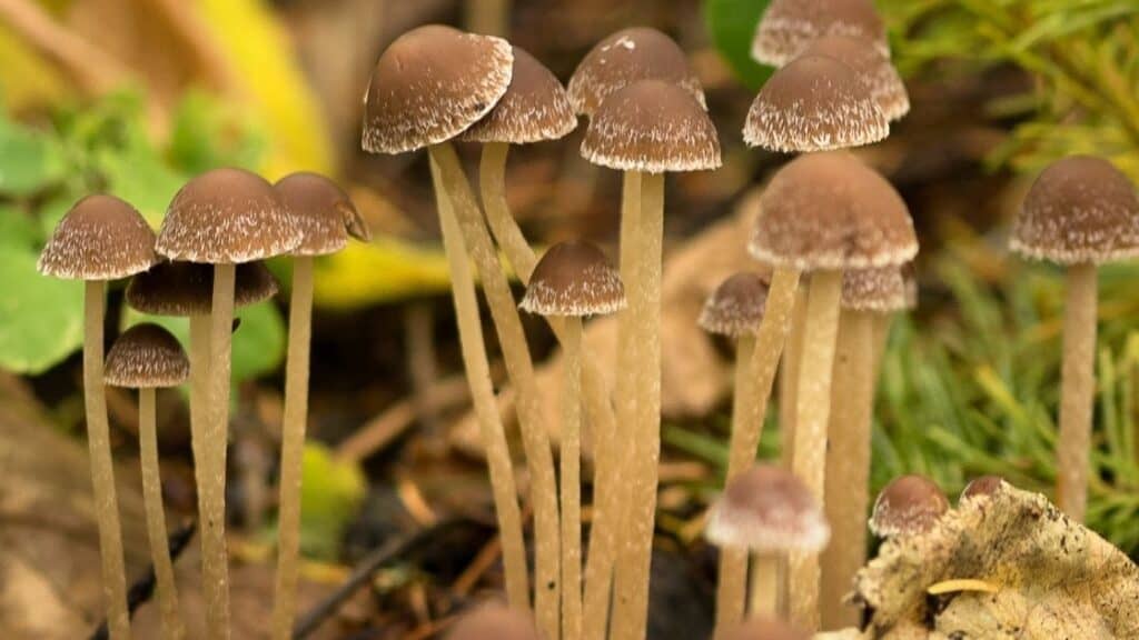Are mushroom stems healthy