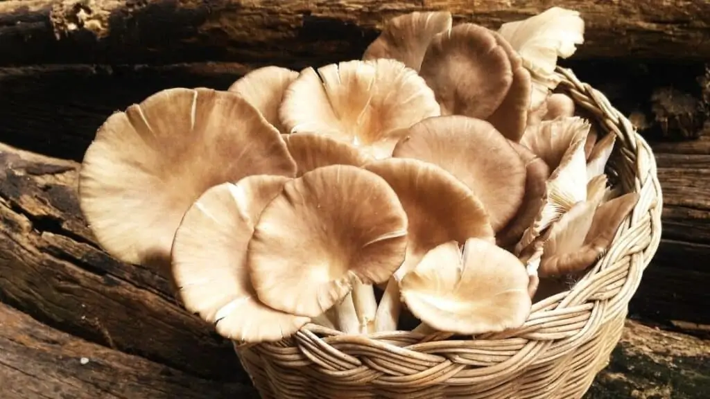 Are mushrooms legumes