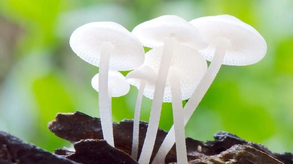 Are raw white mushrooms good for you