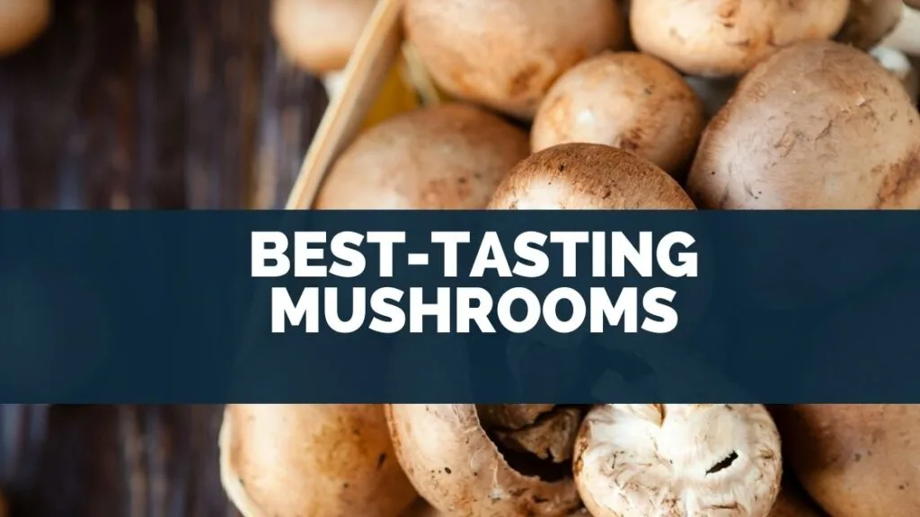 Best-Tasting Mushrooms