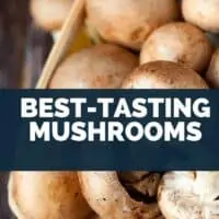 Best-Tasting Mushrooms