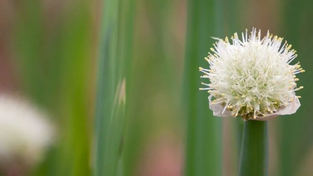 Can Onion Seeds Be Used in Cooking