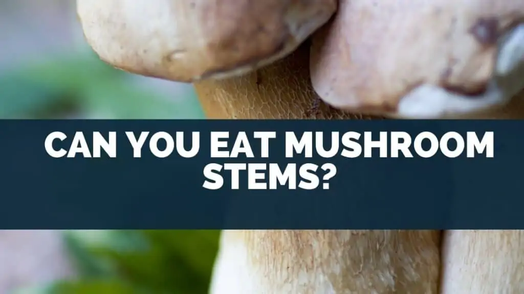 Can You Eat Mushroom Stems