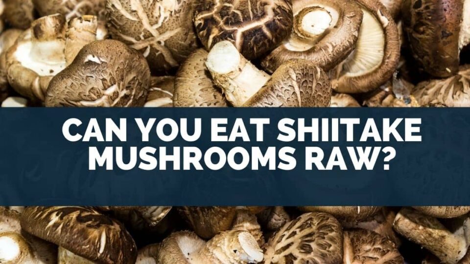 Can You Eat Shiitake Mushrooms Raw? [What Happens]
